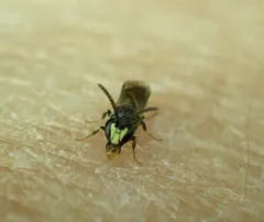 Common Masked Bee thumbnail 1