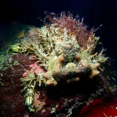 Heart Crab thumbnail 3