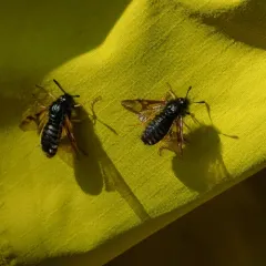 Abia americana thumbnail 2