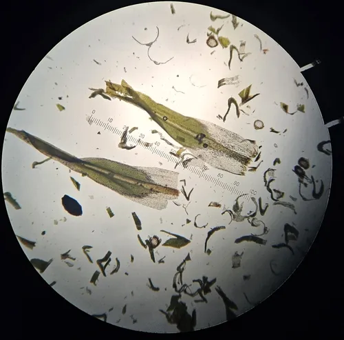 Tortella densa