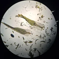 Tortella densa thumbnail 1