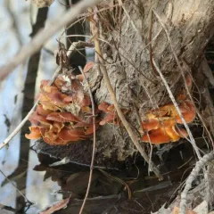 Flammulina populicola thumbnail 4