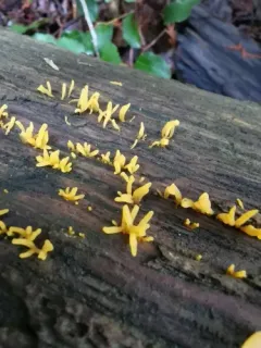 Calocera furcata thumbnail 2