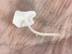Calhoun's pinwheel thumbnail 4