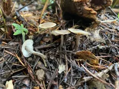 Myochromella boudieri thumbnail 3