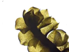 Large Notchwort thumbnail 2