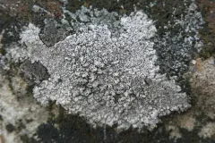 False Sunken Disk Lichen thumbnail 2