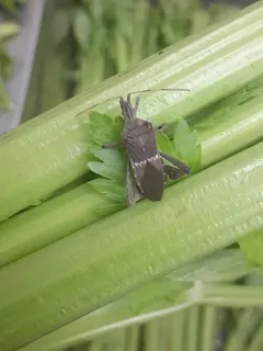 Leptoglossus zonatus thumbnail 2