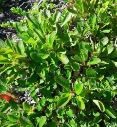 Red bearberry thumbnail 2