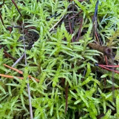 Neat Feather-moss thumbnail 1