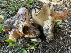 Tricholoma subannulatum thumbnail 3