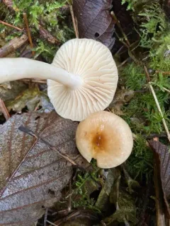 Hygrophorus secretanii thumbnail 3
