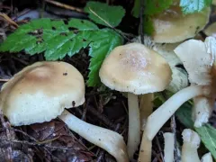 Rhodocollybia asema thumbnail 4