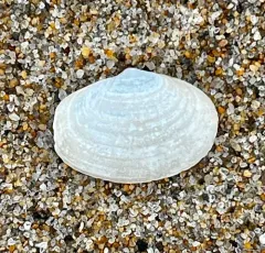 Lea's Spoon Clam thumbnail 2