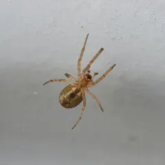 Eurasian Armoured Long-jawed Spider thumbnail 3