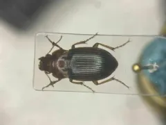 Amara fulva thumbnail 1