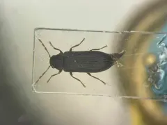Hemicoelus umbrosus thumbnail 1