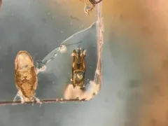 Plowing Click Beetle thumbnail 1