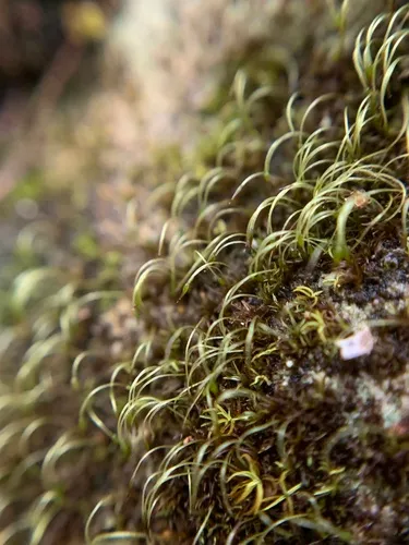 Blindiadelphus campylopodus