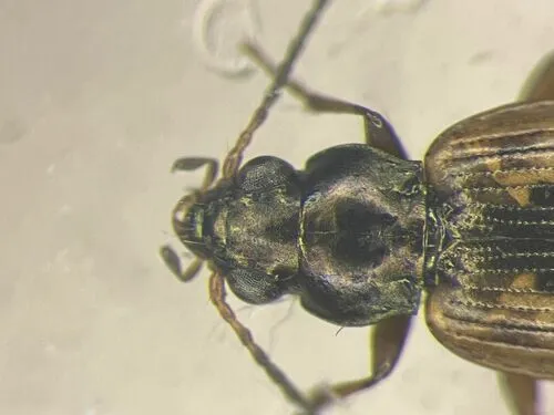 Bembidion variegatum