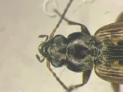 Bembidion variegatum thumbnail 1