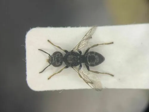 Oxybelus bipunctatus