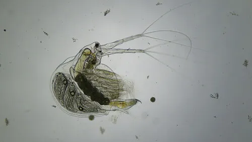 Holopedium glacialis