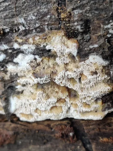Aporpium macroporum