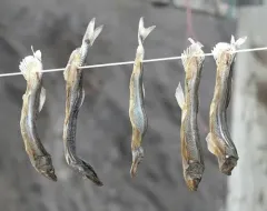 Atlantic Capelin thumbnail 3