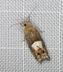 Epinotia momonana thumbnail 2