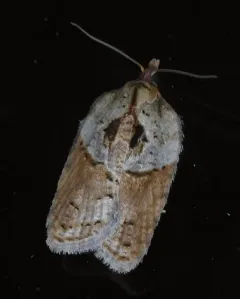 Acleris inana thumbnail 4