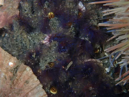 California Sandcastle Worm
