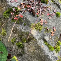 Frullania franciscana thumbnail 4