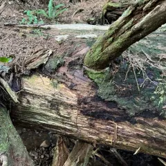 Shady Earwort thumbnail 4