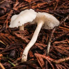 Cedarwood Waxcap thumbnail 3