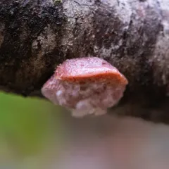 Pink Sherbet Polypore thumbnail 4