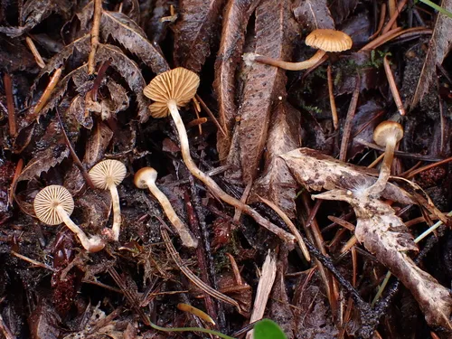 Galerina arenicola