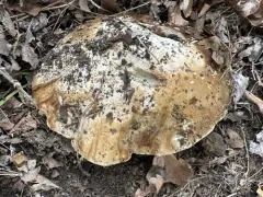 Ben's Bitter Bolete thumbnail 2