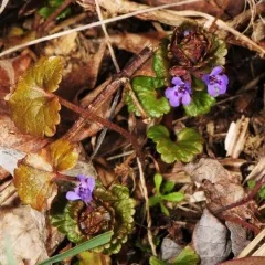 ground-ivy thumbnail 4