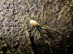 Taracus marchingtoni thumbnail 4