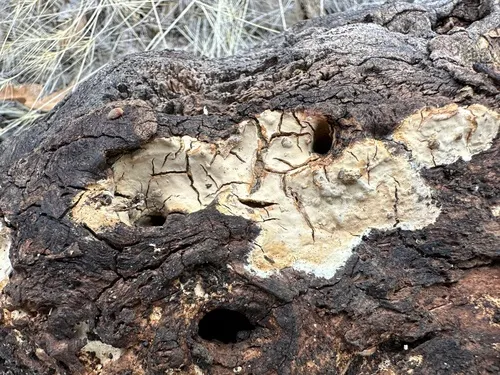 mothball crust