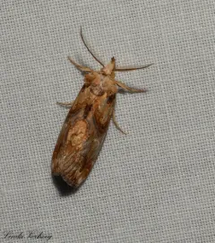 Moonseed Moth thumbnail 2