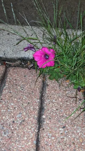 violetflower petunia