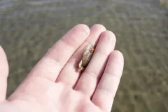 Pinnixa cylindrica thumbnail 2