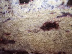 Phlebia acerina thumbnail 3
