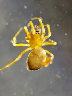 Scotinotylus patellatus thumbnail 1