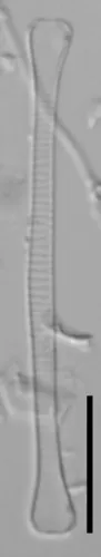 Eunotia zasuminensis