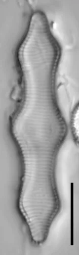 Fragilariforma polygonata