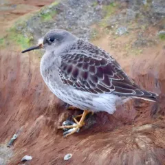 Purple Sandpiper thumbnail 4