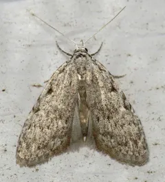 Sweet Pepperbush Nola Moth thumbnail 2